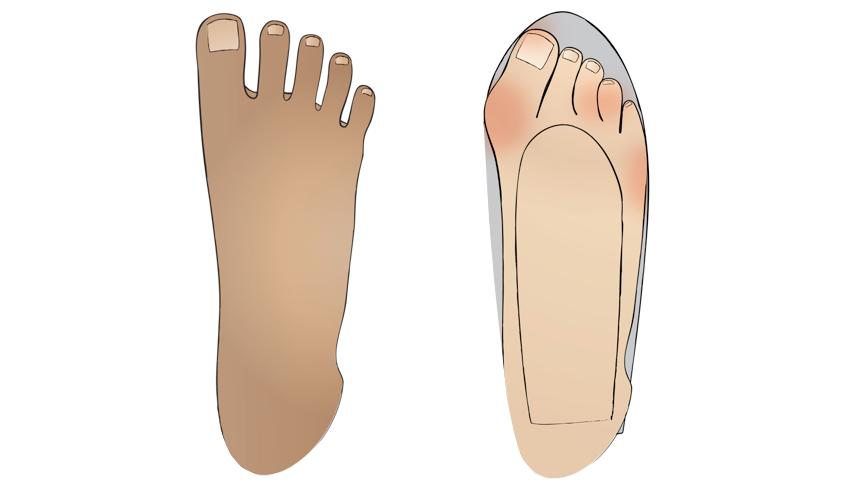 Foot Anatomy 101  Natural Footgear